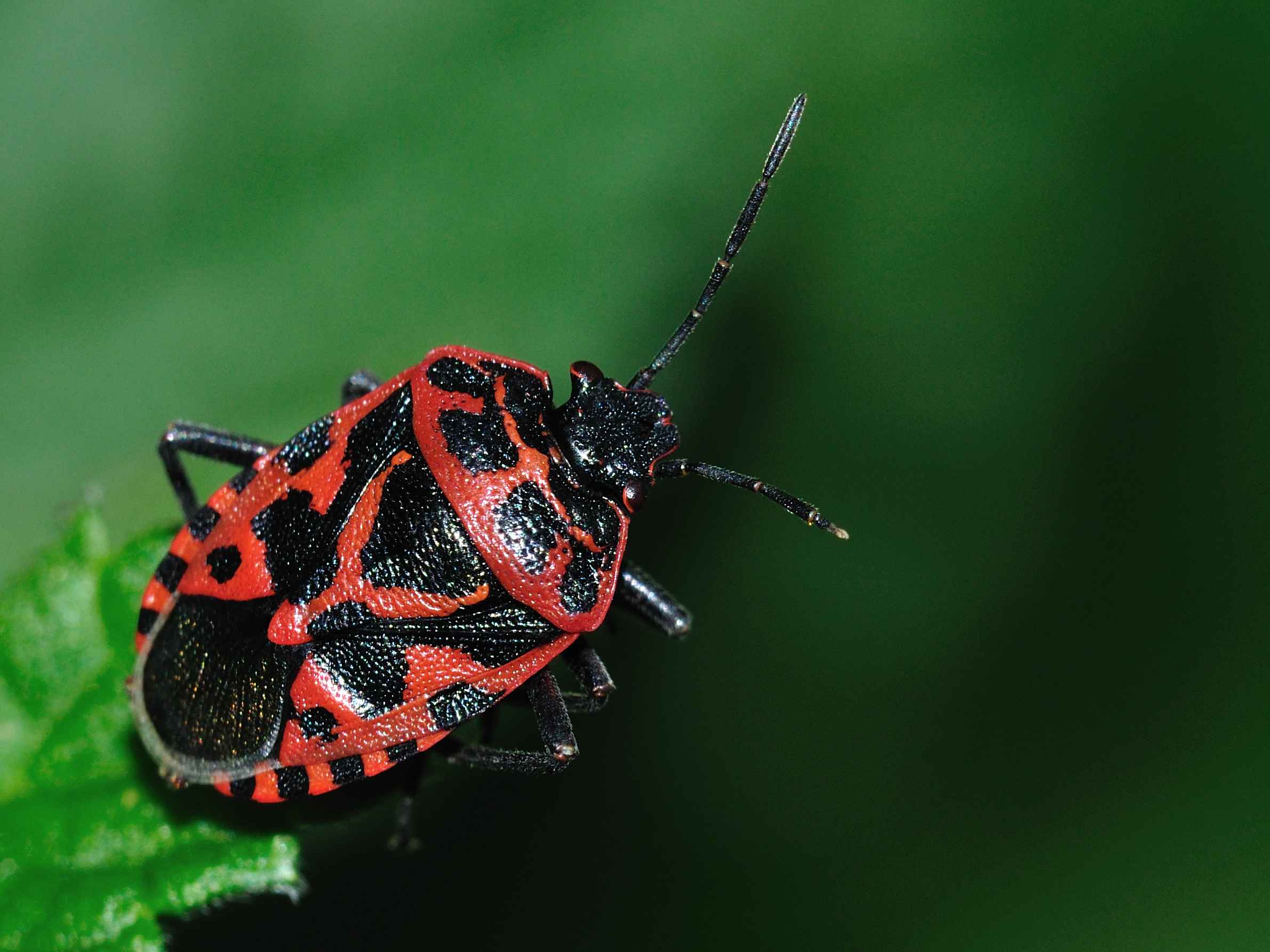 Pentatomidae: Eurydema ventralis dell''Abruzzo (AQ)